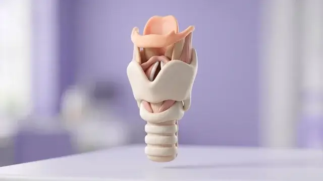 3D Larynxmodel: interactief 3D-model van het strottenhoofd met stemplooien, kraakbeentjes en strotklepje voor logopedie